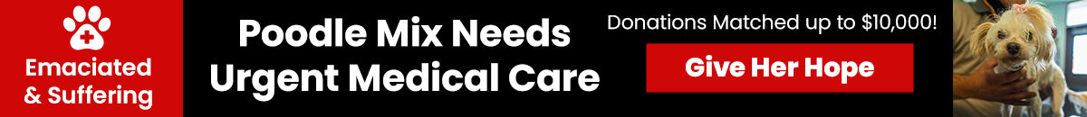 Poodle Mix Needs Urgent Medical Care donation, The Animal Rescue Site and GreaterGood; small white poodle mix receiving care, rescue support, urgent veterinary treatment to help her recover