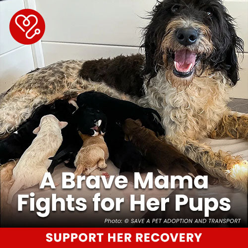 A Brave Mama Fights for Her Pups donation, The Animal Rescue Site and GreaterGood; mother dog nursing newborn puppies, recovery support needed, help provide care, shelter, and healing for her family
