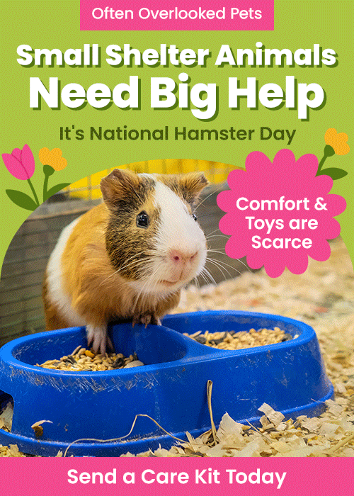 Small Shelter Animals Need Big Help donation, The Animal Rescue Site and GreaterGood; guinea pig in shelter habitat, care kits with food and toys, support comfort and enrichment for overlooked small pets