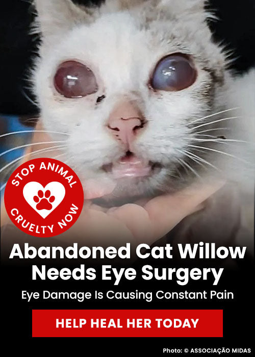 Abandoned Cat Willow Needs Eye Surgery donation, The Animal Rescue Site and GreaterGood; white cat with severe eye condition, urgent veterinary care needed, support life-changing surgery and recovery