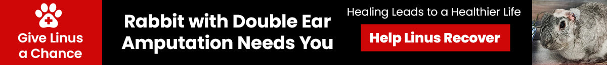 Rabbit with Double Ear Amputation Needs You donation, The Animal Rescue Site and GreaterGood; injured rabbit recovering after surgery, compassionate care and medical support needed to help Linus heal