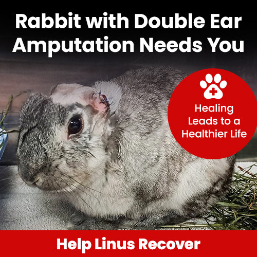 Rabbit with Double Ear Amputation Needs You donation, The Animal Rescue Site and GreaterGood; injured rabbit recovering after surgery, compassionate care and medical support needed to help Linus heal