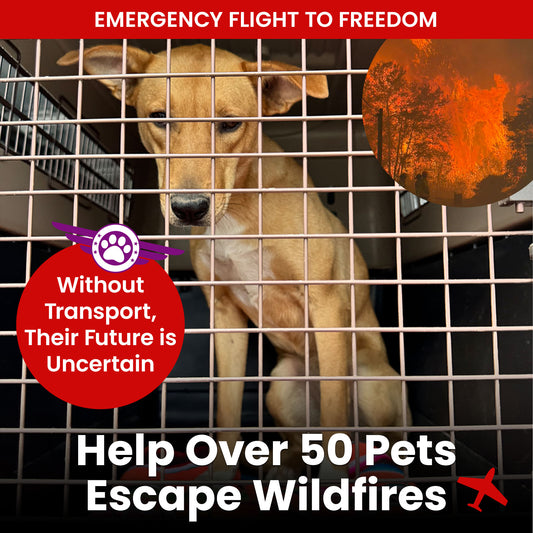Emergency Flight: Fly At-Risk Shelter Pets to Safety Amidst Wildfires