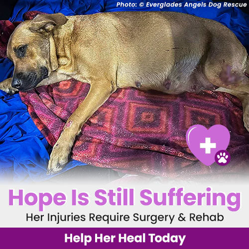 Hope Is Still Suffering donation, The Animal Rescue Site and GreaterGood; injured dog lying on blanket, surgery and rehabilitation needed, support urgent care to help her recover