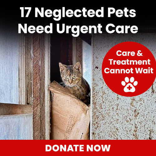 17 Neglected Pets Need Urgent Care donation, The Animal Rescue Site and GreaterGood; frightened cat hiding in damaged shelter, emergency treatment and rescue support needed for neglected animals recovery