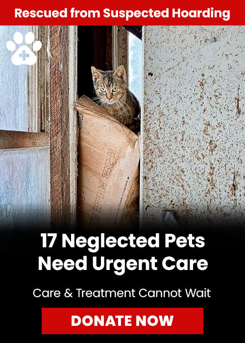 17 Neglected Pets Need Urgent Care donation, The Animal Rescue Site and GreaterGood; frightened cat hiding in damaged shelter, emergency treatment and rescue support needed for neglected animals recovery
