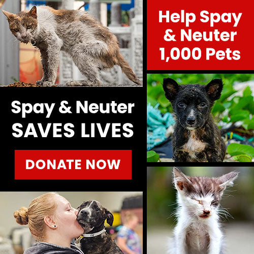 Help Spay & Neuter 1,000 Pets donation, The Animal Rescue Site and GreaterGood; rescued cats and dogs awaiting care, funding surgeries to reduce overpopulation and improve animal health and safety