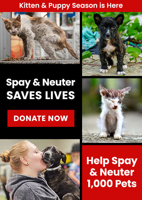 Help Spay & Neuter 1,000 Pets donation, The Animal Rescue Site and GreaterGood; rescued cats and dogs awaiting care, funding surgeries to reduce overpopulation and improve animal health and safety
