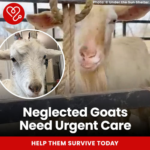Neglected Goats Need Urgent Care donation, The Animal Rescue Site and GreaterGood; rescued goats in poor conditions need emergency veterinary treatment, nourishment, and shelter support to survive and recover