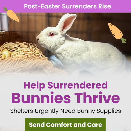 Help Surrendered Bunnies Thrive donation, The Animal Rescue Site and GreaterGood; white rabbit in shelter enclosure, urgent bunny supplies and comfort care needed for surrendered rabbits recovery and wellbeing