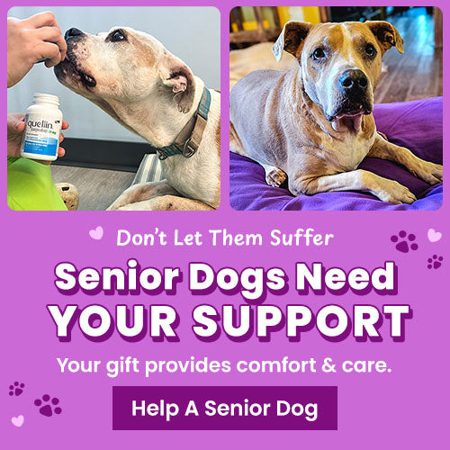 Senior Dogs Need Your Support donation, The Animal Rescue Site and GreaterGood; elderly dogs receiving supplements and comfort care, support medical treatment, nutrition, and recovery for aging shelter pets