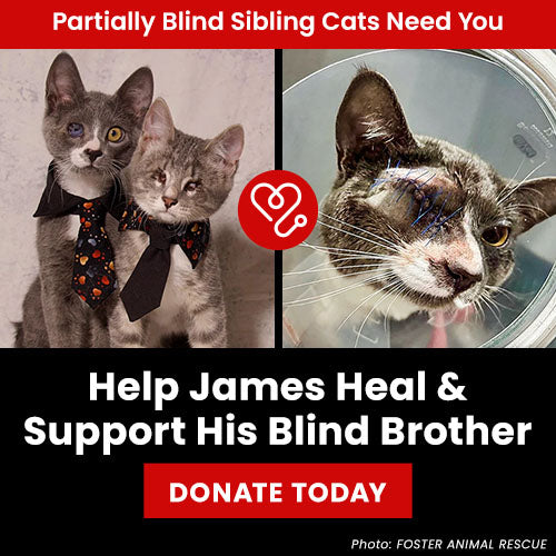 Help James Heal & Support His Blind Brother donation, The Animal Rescue Site and GreaterGood; sibling rescue cats need veterinary care, recovery support, and ongoing treatment to help them heal and thrive.