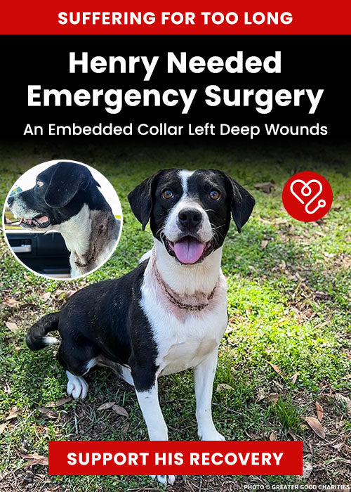 Henry Needed Emergency Surgery donation, The Animal Rescue Site and GreaterGood; black-and-white rescue dog with severe neck wounds needs emergency surgery, medical treatment, and recovery support to heal safely