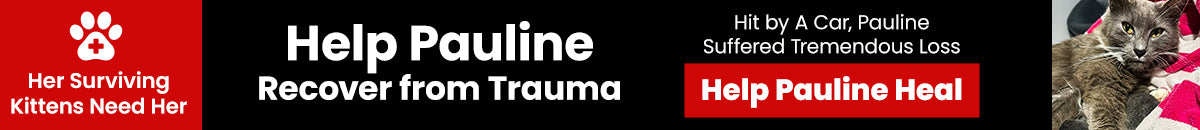 Help Pauline Recover from Trauma donation, The Animal Rescue Site and GreaterGood; gray mother cat and kittens need medical care, recovery support, and comfort after surviving a serious accident.
