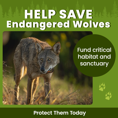 Help Save Endangered Wolves donation campaign by The Animal Rescue Site and GreaterGood. Your contribution funds critical habitat and sanctuary space to protect these animals in the wild.