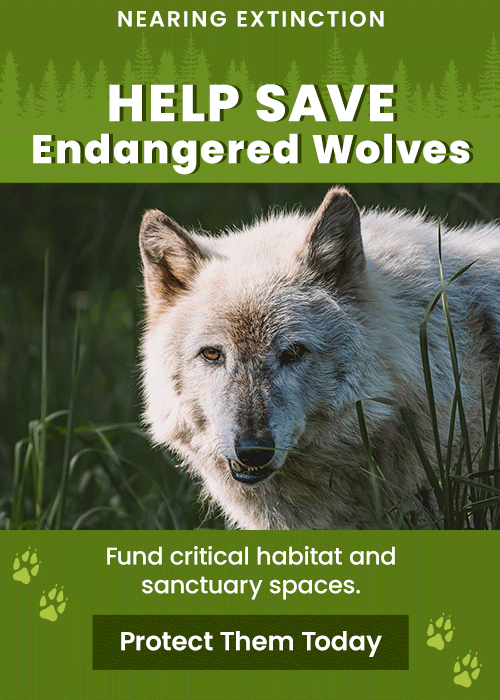 Help Save Endangered Wolves donation campaign by The Animal Rescue Site and GreaterGood. Your contribution funds critical habitat and sanctuary space to protect these animals in the wild.