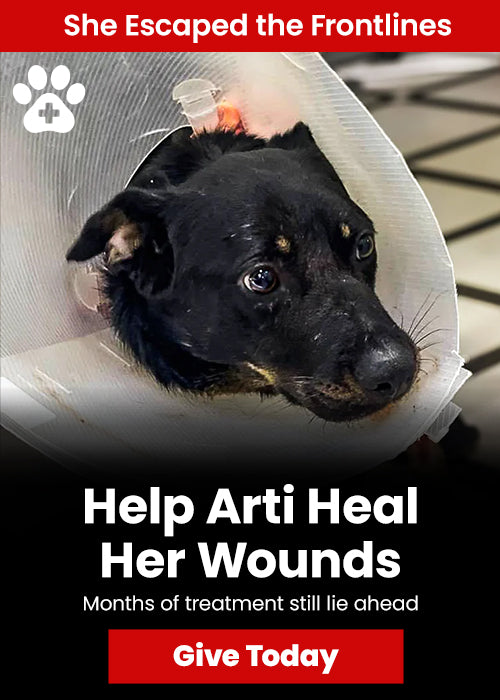 Help Arti Heal Her Wounds donation, The Animal Rescue Site and GreaterGood; injured rescue dog needs ongoing medical treatment, wound care, and recovery support after months of healing challenges.