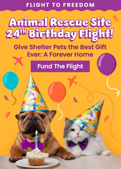 Celebrate The Animal Rescue Site 24th Birthday Flight by The Animal Rescue Site and GreaterGood. Help provide shelter pets the gift of a forever home.