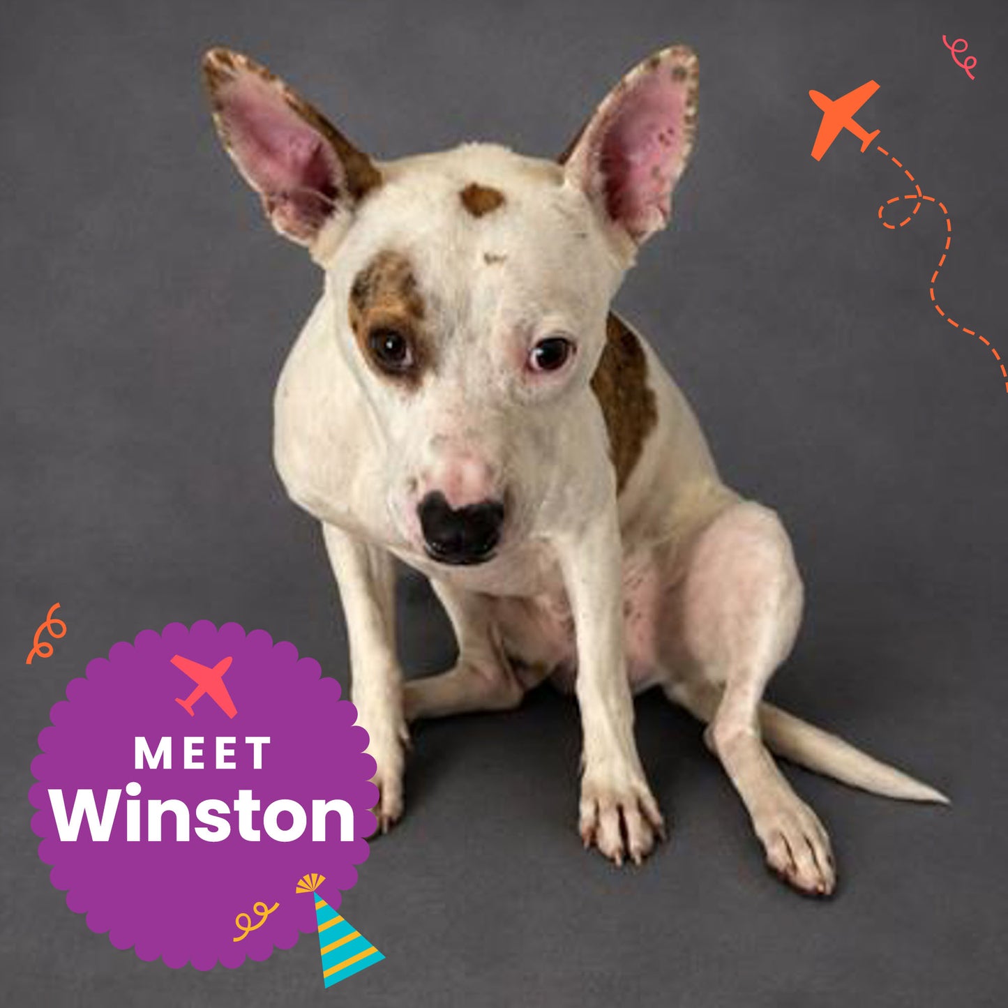 Help Fly Pets to Freedom