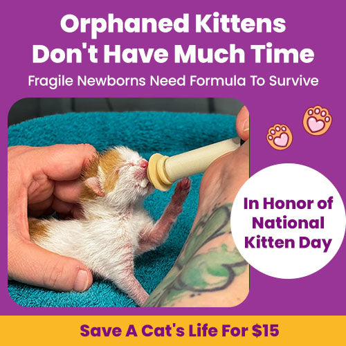 Support the Orphaned Kittens campaign by The Animal Rescue Site and GreaterGood. Donate $15 to provide formula for fragile newborns in honor of National Kitten Day.