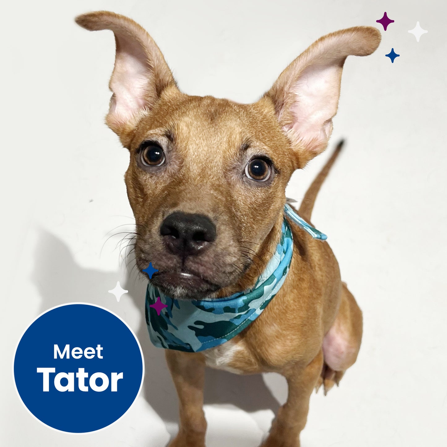 Help Clear the Shelters by Flying Pets to Freedom