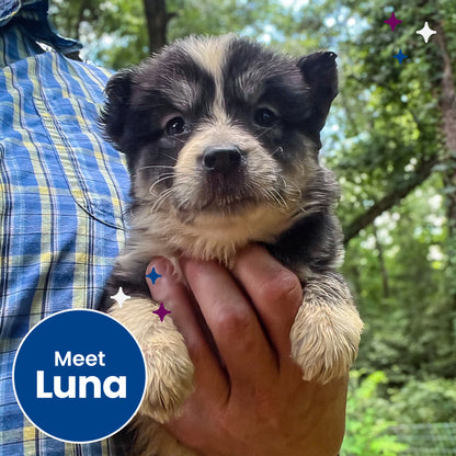 Help Clear the Shelters by Flying Pets to Freedom