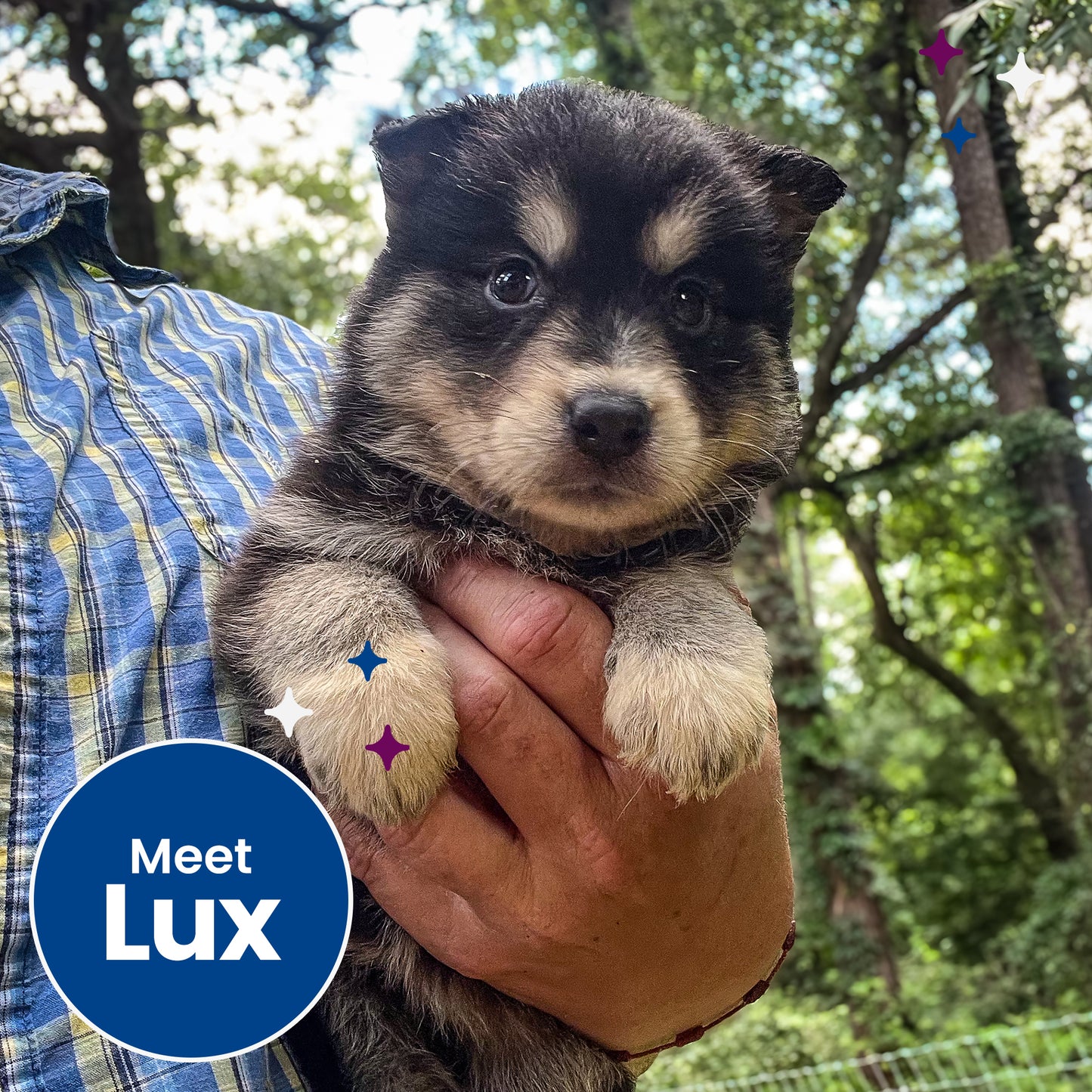 Help Clear the Shelters by Flying Pets to Freedom