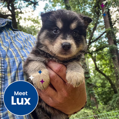 Help Clear the Shelters by Flying Pets to Freedom