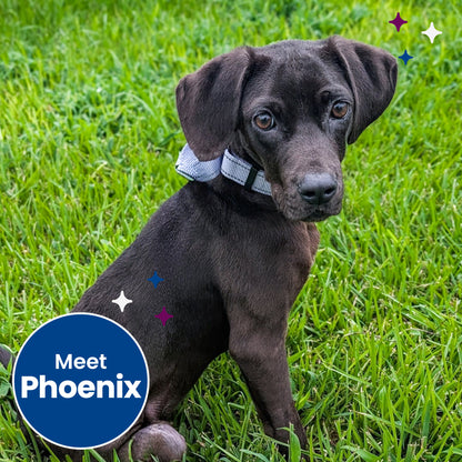 Help Clear the Shelters by Flying Pets to Freedom