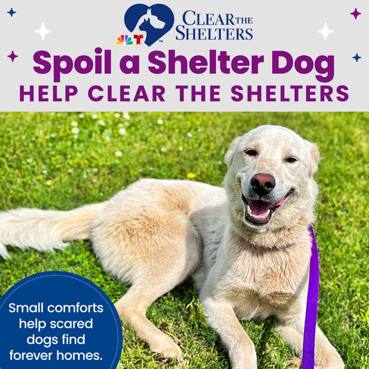 Send Vital Supplies to Shelters Saving Dogs’ Lives