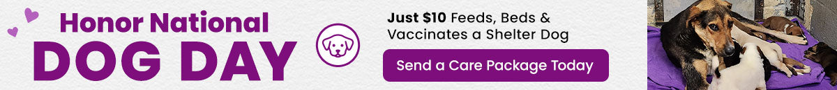 Honor National Dog Day with The Animal Rescue Site and GreaterGood. Just $10 feeds, beds, and vaccinates a shelter dog. Send a care package today.