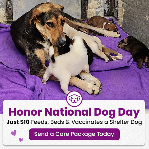 Honor National Dog Day with The Animal Rescue Site and GreaterGood. Just $10 feeds, beds, and vaccinates a shelter dog. Send a care package today.