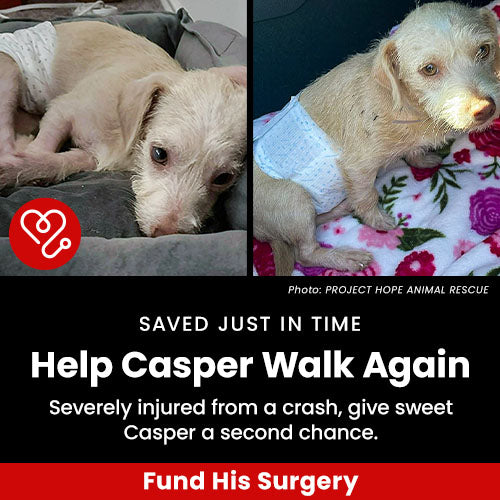 Support the Help Casper Walk Again campaign by The Animal Rescue Site and GreaterGood. Fund his surgery to give the sweet puppy a second chance after being severely injured in a crash.