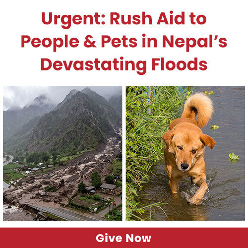 Urgent Rush Aid to People & Pets in Nepal's Devastating Floods campaign by The Animal Rescue Site and GreaterGood. Give now to help people and pets affected by the disaster.