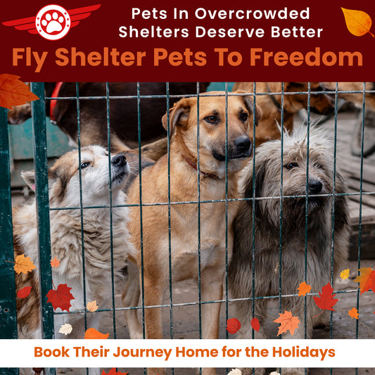 Help Fly Pets to Freedom