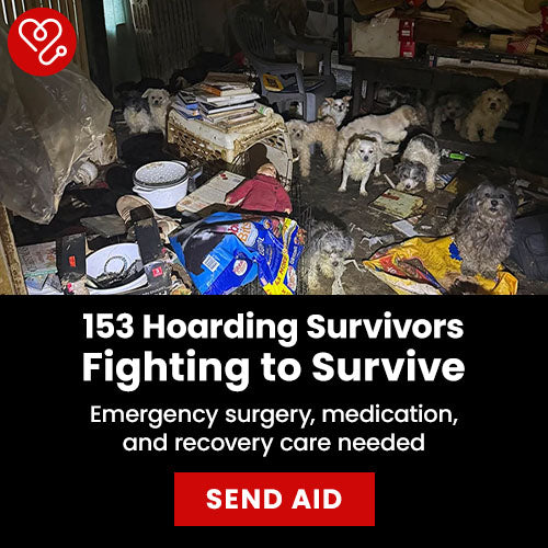 Support the 153 Hoarding Survivors Fighting to Survive campaign by The Animal Rescue Site and GreaterGood. Send aid to provide emergency surgery, medication, and recovery care needed for the animals.