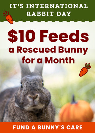 Support the International Rabbit Day campaign by The Animal Rescue Site and GreaterGood. Just $10 feeds a rescued bunny for a month, so fund a bunny's care today.