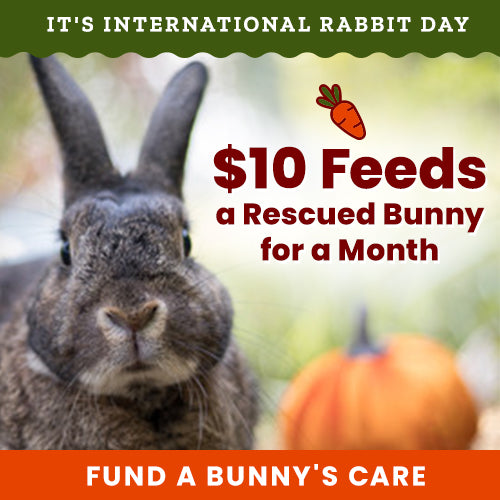 Support the International Rabbit Day campaign by The Animal Rescue Site and GreaterGood. Just $10 feeds a rescued bunny for a month, so fund a bunny's care today.