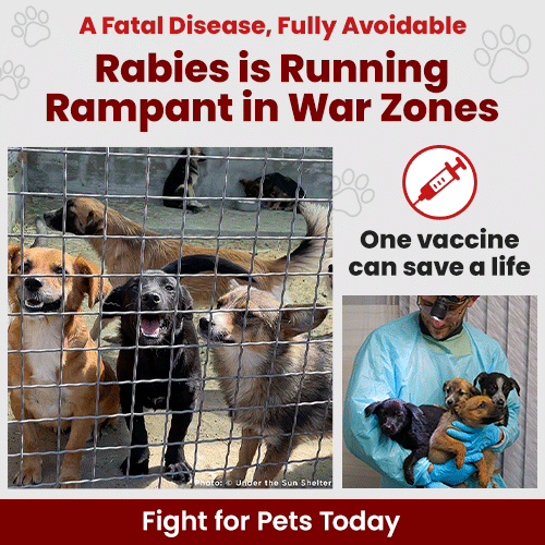 Support the Rabies is Running Rampant in War Zones campaign by The Animal Rescue Site and GreaterGood. Fight for pets today because one vaccine can save a life from this fatal, fully avoidable disease.