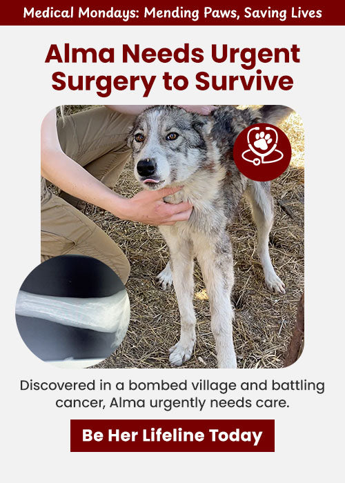 Alma Urgent Surgery Donation from The Animal Rescue Site and GreaterGood; help provide lifesaving care for dog Alma discovered in a bombed village with cancer.