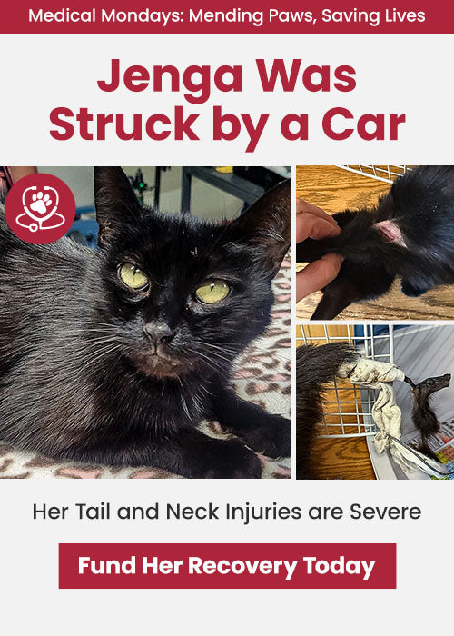 Jenga Emergency Care donation by The Animal Rescue Site and GreaterGood; black cat with severe tail and neck injuries needs urgent surgery; support recovery and save lives.