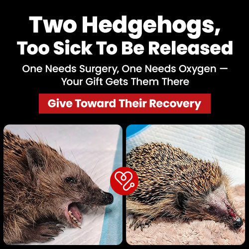 Support the Two Hedgehogs, Too Sick To Be Released campaign by The Animal Rescue Site and GreaterGood. Give toward their recovery to help fund surgery for one and oxygen for the other.