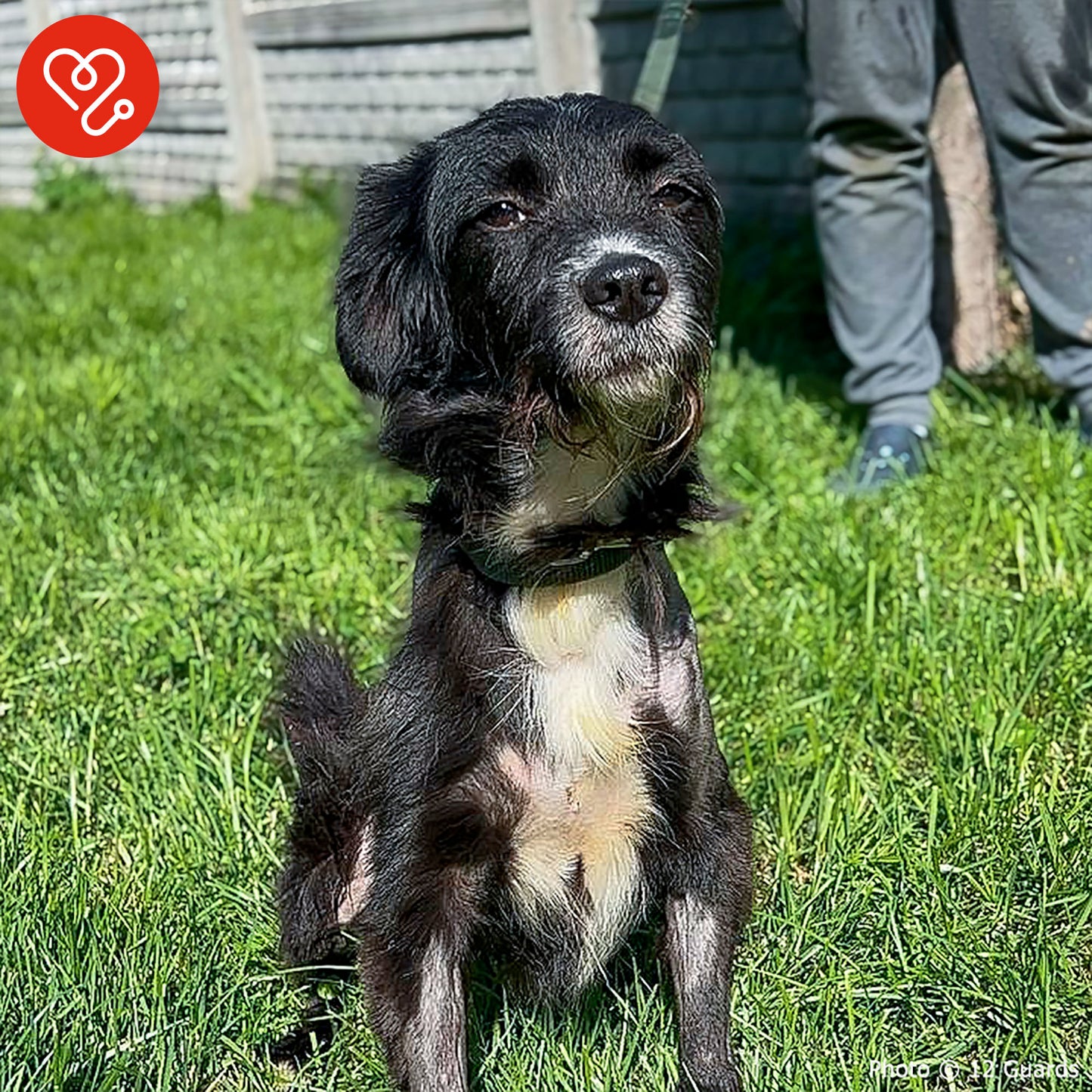 Funded: Help Ukraine Dog Found in Rubble of Destroyed Building Get Emergency Surgery