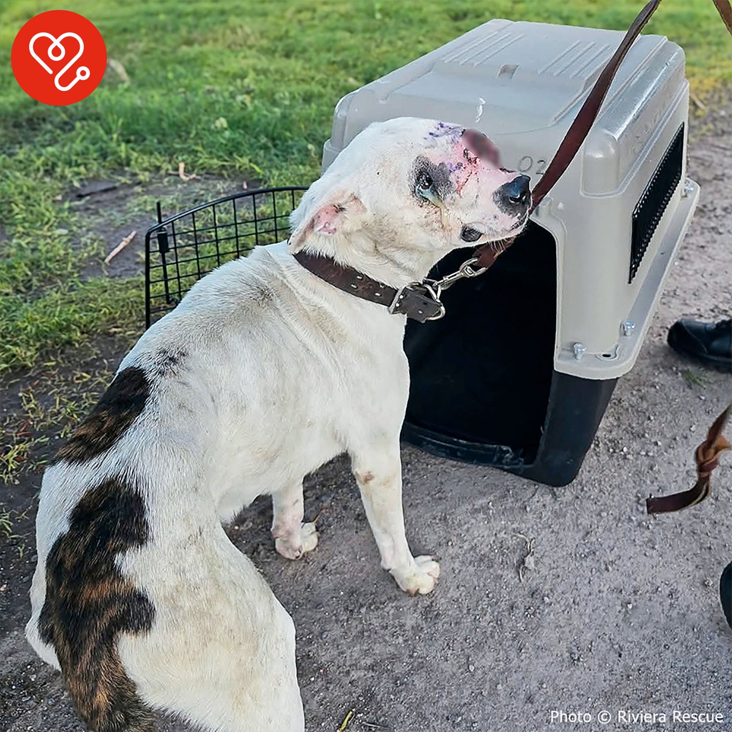 Funded: Save Neglected Dog with Bleeding Mass and Life-Threatening Disease