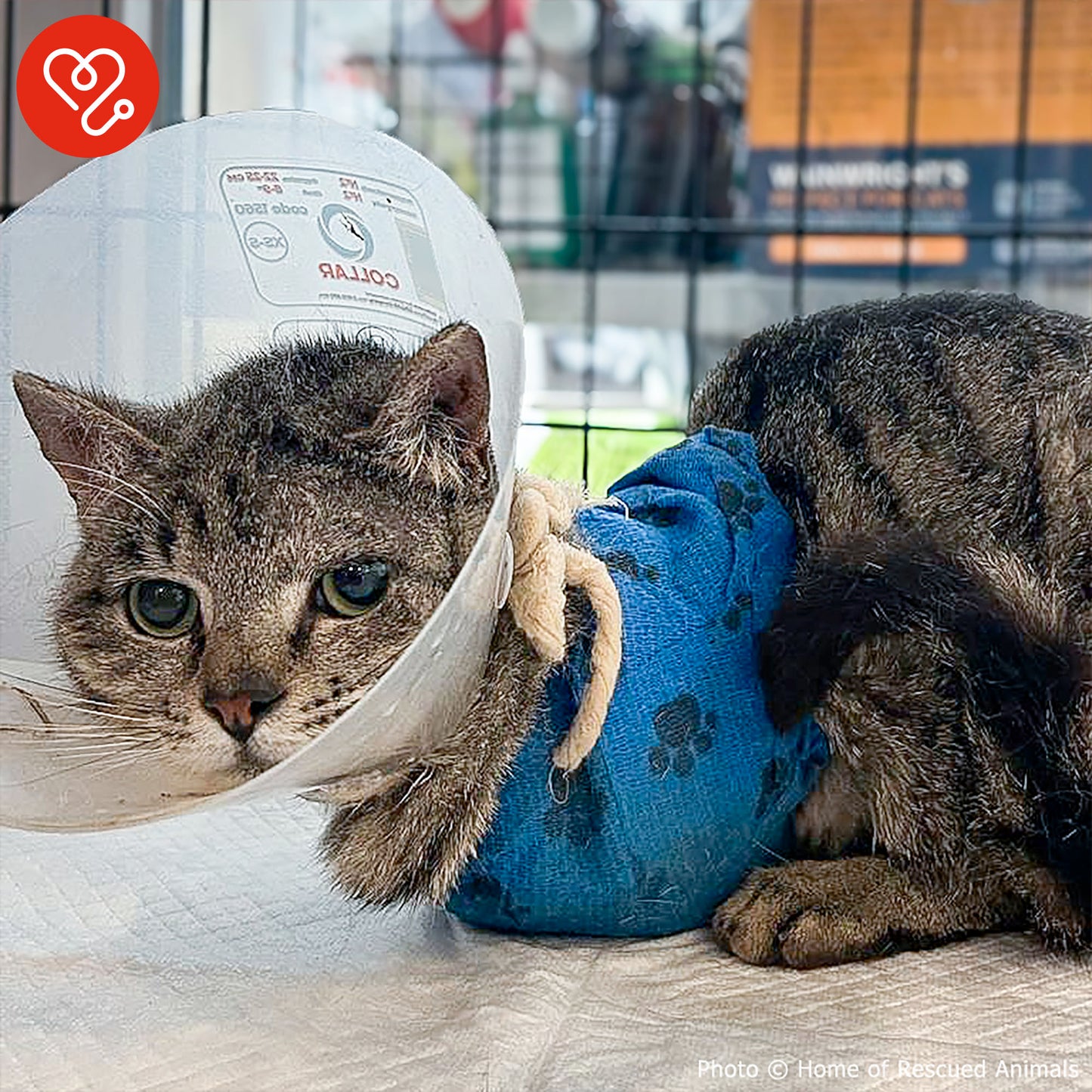 Funded: Give Cat With Crushed Front Legs Second Chance He Deserves