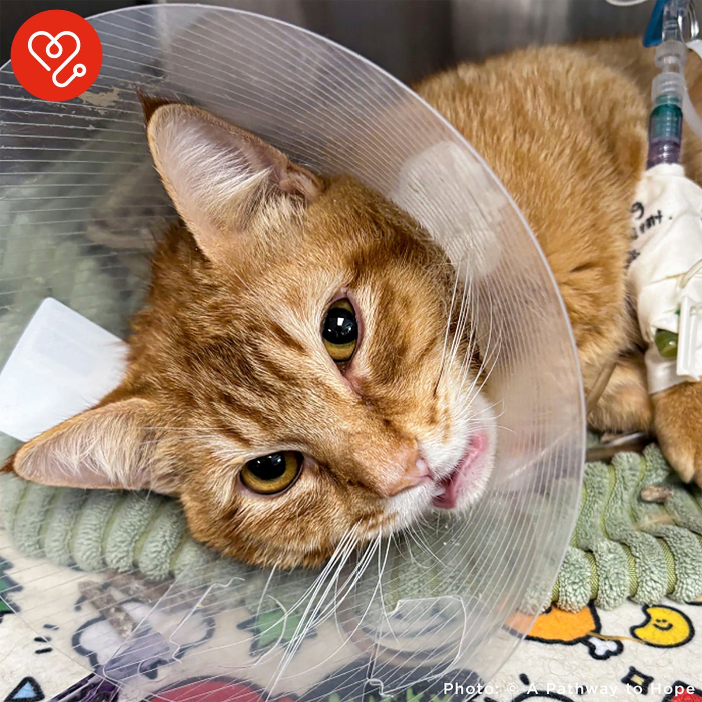 Funded: Winston is Suffering with Multiple Fractures and Needs Your Support