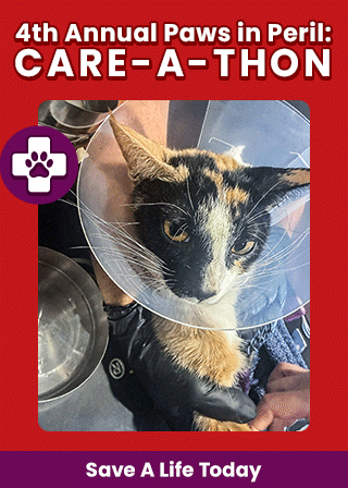 Support the 4th Annual Paws in Peril: Care-A-Thon campaign by The Animal Rescue Site and GreaterGood. Save a life today to provide critical care for animals in need.