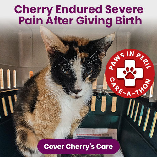 Support the 4th Annual Paws in Peril: Care-A-Thon campaign by The Animal Rescue Site and GreaterGood. Save a life today to provide critical care for animals in need.