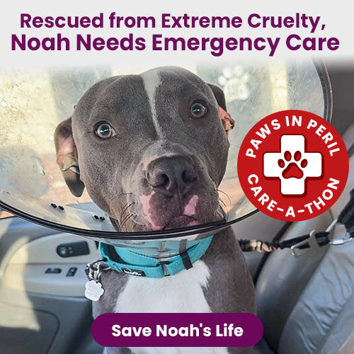 Support the 4th Annual Paws in Peril: Care-A-Thon campaign by The Animal Rescue Site and GreaterGood. Save a life today to provide critical care for animals in need.