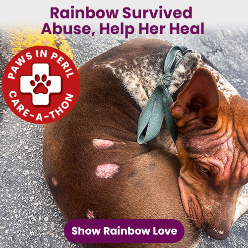 Support the 4th Annual Paws in Peril: Care-A-Thon campaign by The Animal Rescue Site and GreaterGood. Save a life today to provide critical care for animals in need.